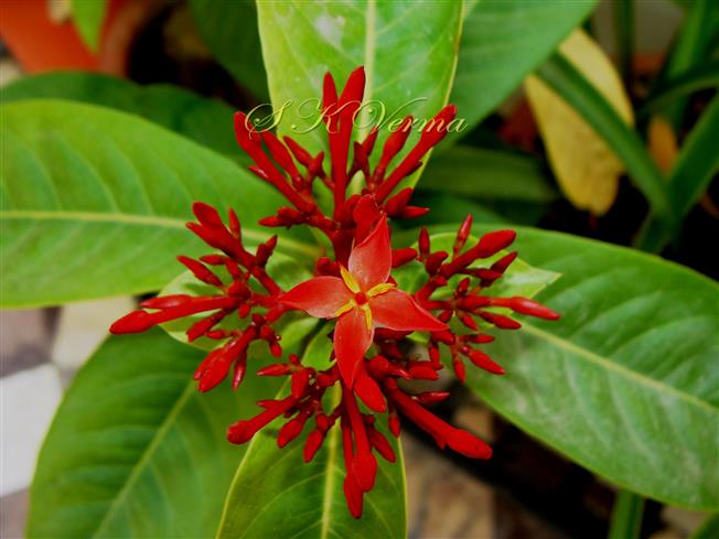  Inflorescence (Congested cymose)